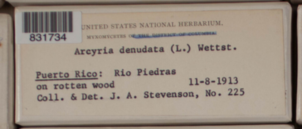 Arcyria denudata image